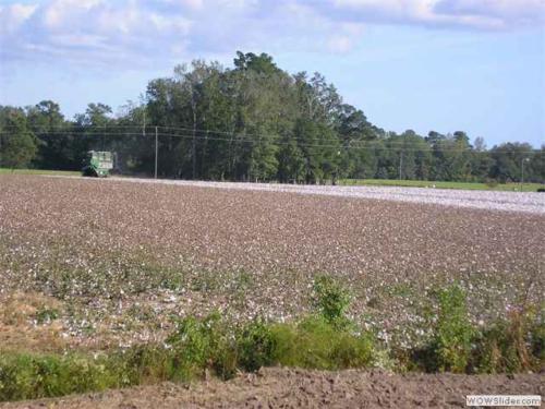 cotton fields c22